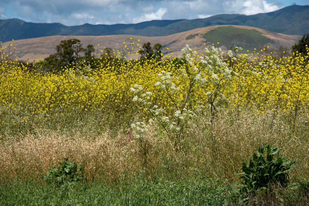 A yellow flower in a field with a mountain in the background

Description automatically generated